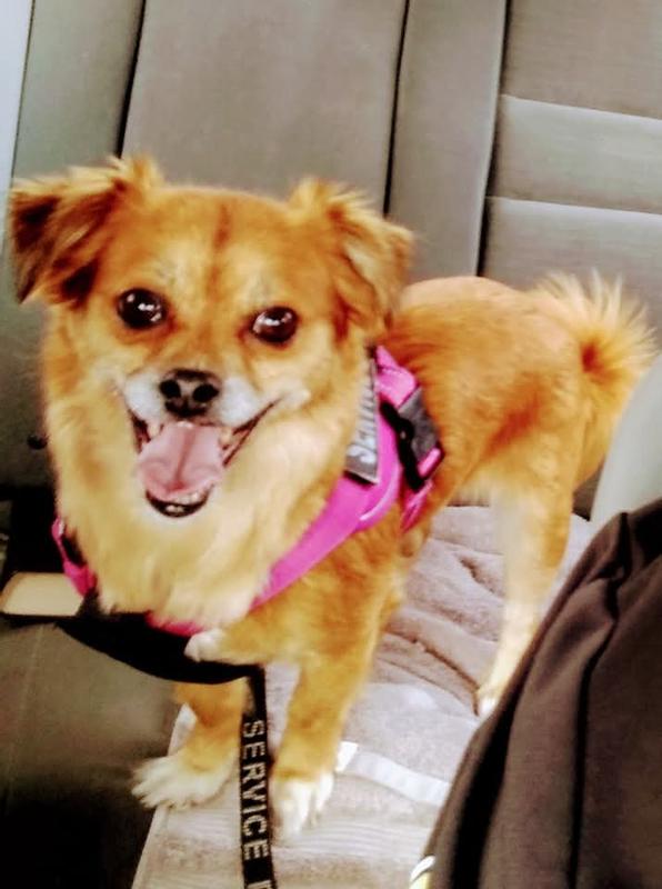 This is China and she's my emotional support service dog 13 years and 6 months