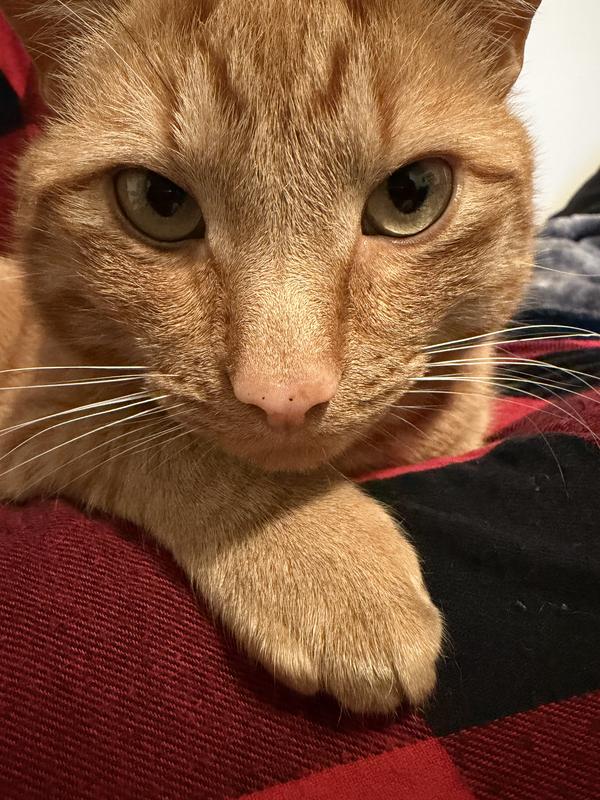 From stray to Sir Picky Eater!