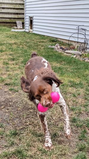 Ruff Dawg Indestructible Big Dawg Barbell Dog Toy