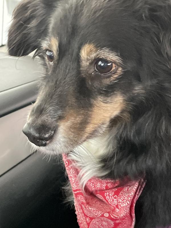 Nothin'to hide chicken bagel lover