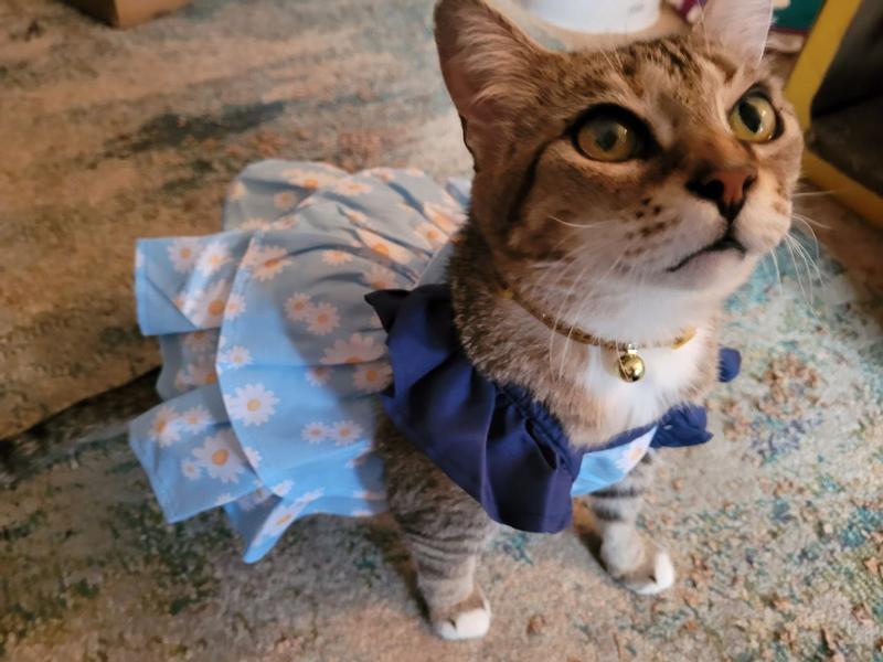 FRISCO Blue Daisies Dog & Cat Dress, X-Small - Chewy.com