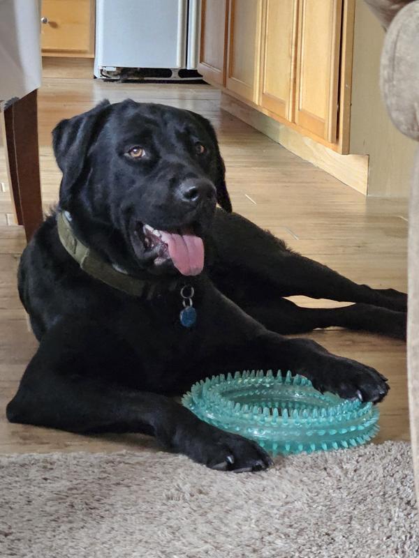 Shadow doesnt let this toy out of his sight, even when he's resting!