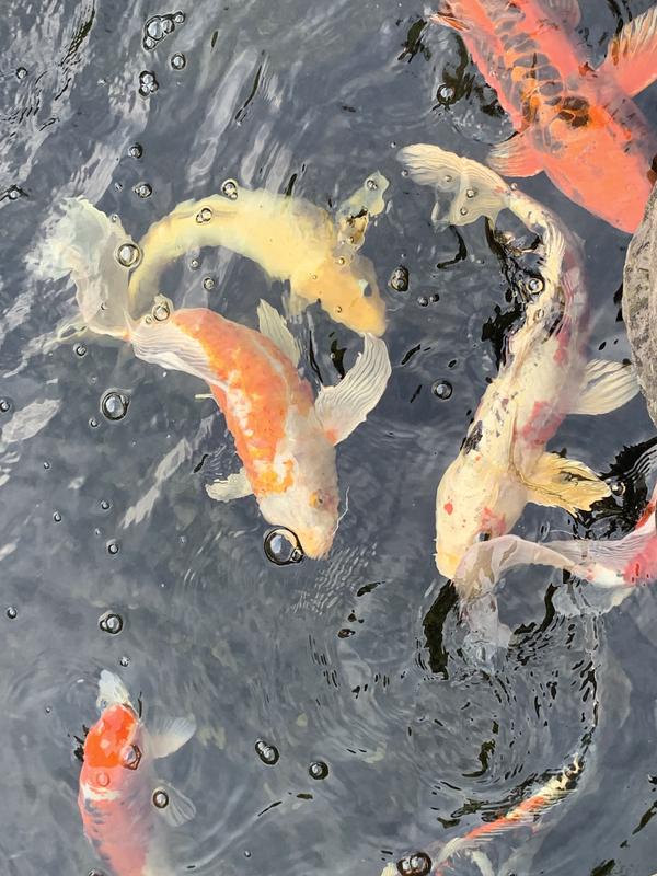 Happy and well fed Koi fish