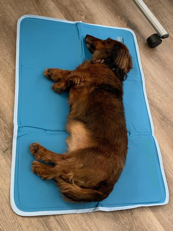 Review: Does the Green Pet Shop Dog Cooling Mat Hold Up to the Heat?