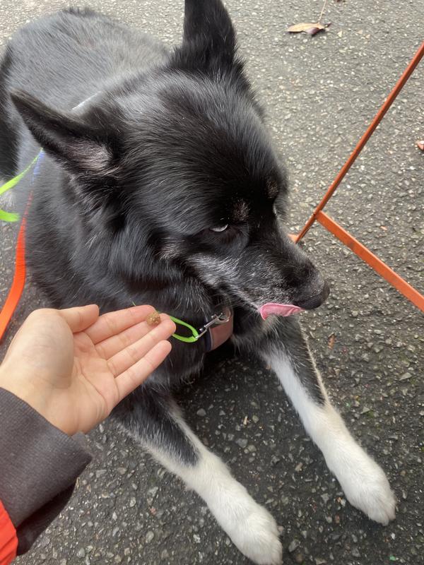 Dog turns up his nose at these treats