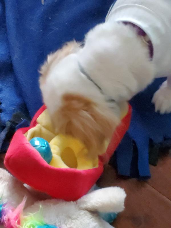 I'm digging for treats, that mommy put in the ring slot.