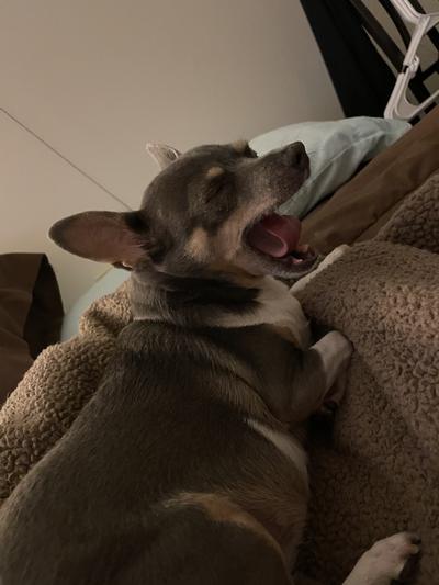 She is yawning not screaming
