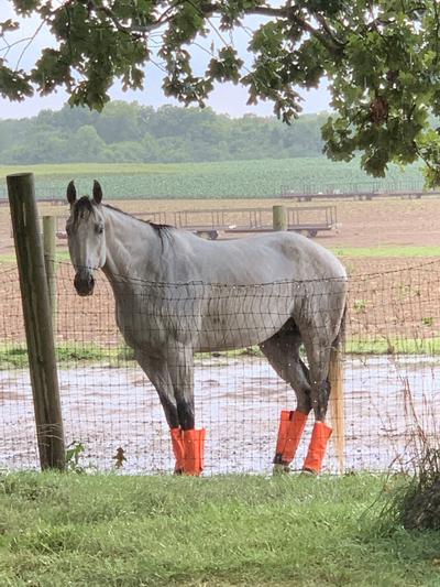 Shoo fly clearance horse fly boots