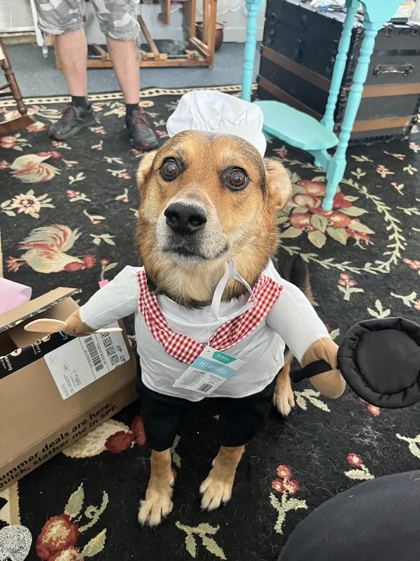 Chef outfit for outlet dogs