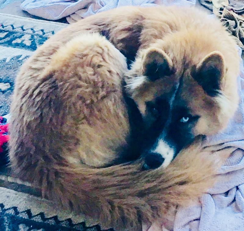 Harley, Sam, Faith, Mojo, Rocky, Gypsy, Pickles