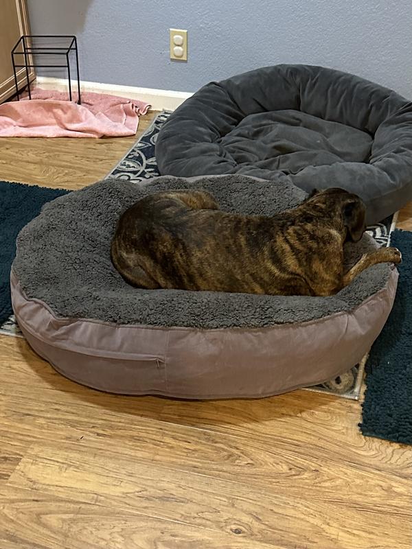 Siggy (60lbs) on medium bed. She is the nester and can still snuggle down into the bed.