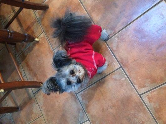 Gizzy lounging on a Saturday morning.