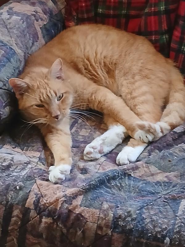 Thomas Benedict Cumbercat