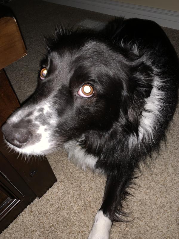 Kendall the Border Collie