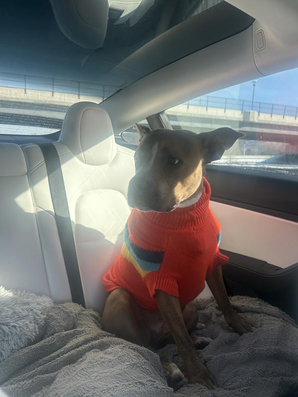 Pitty in the car. She loves the snugness of this sweater.