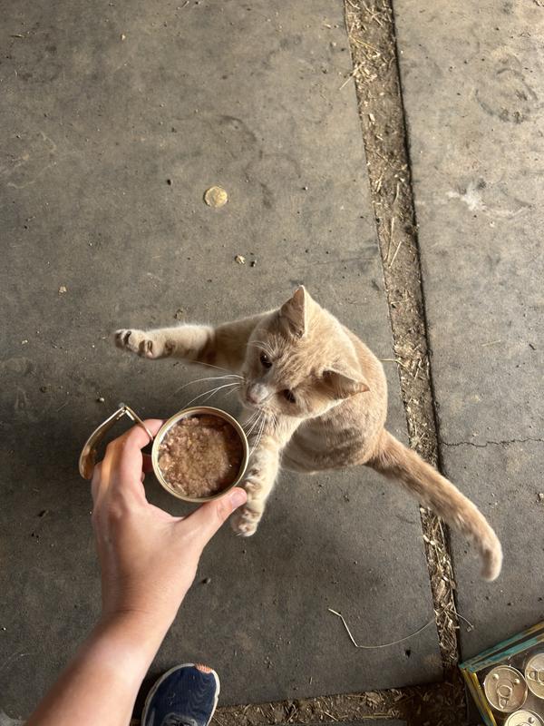 Pumpkin (age 2) enjoys this food so much she can’t even wait for me to put it down.