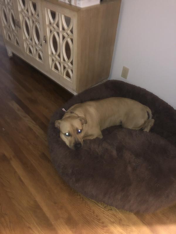 Visiting neighbors dog