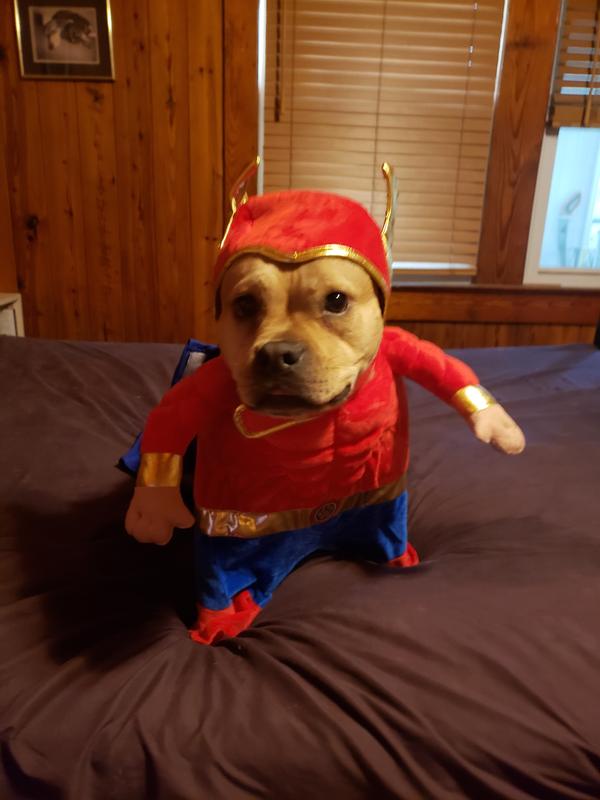 FRISCO Front Walking Superhero Dog Cat Costume X Large Chewy