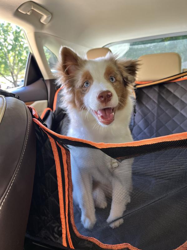 Happy puppy on a car ride