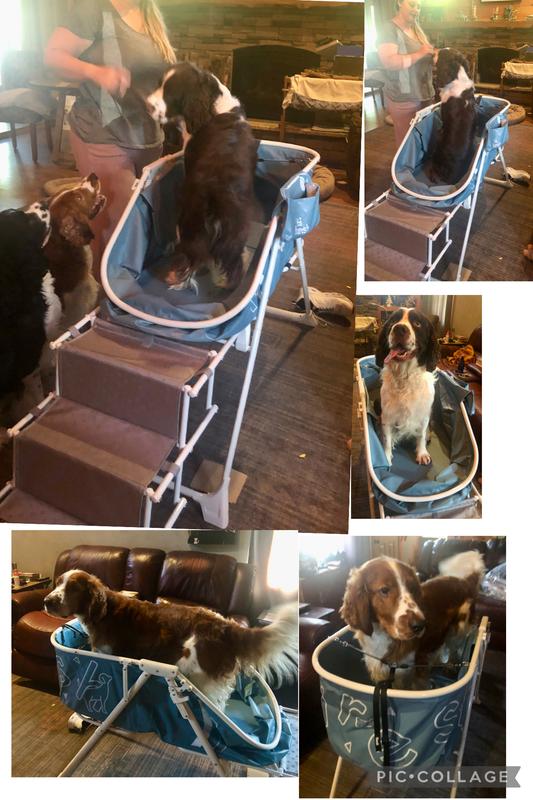 All the spaniels in training