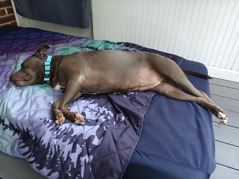 Juno is very comfortable in her new collar