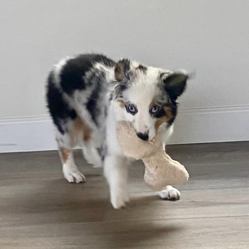 When all else fails, leap in the air with this toy!