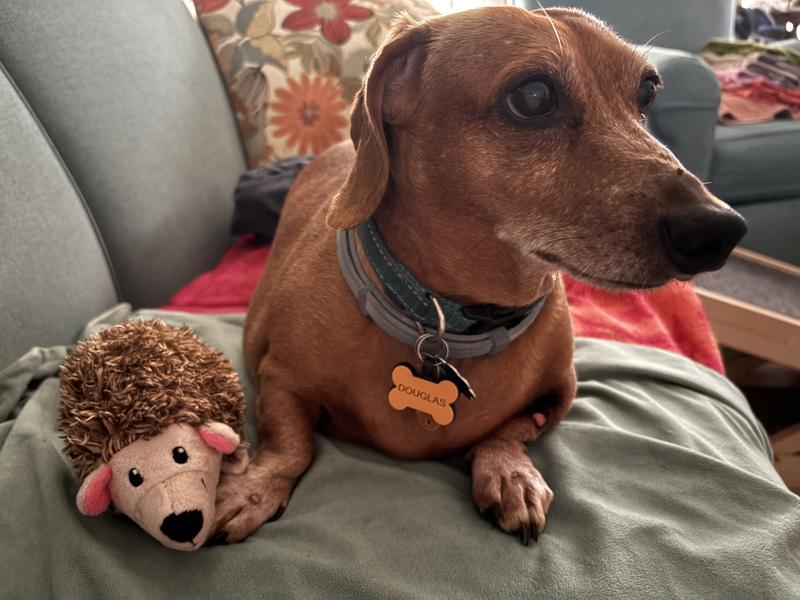 Douglas the Dachshund with New Hedgehog