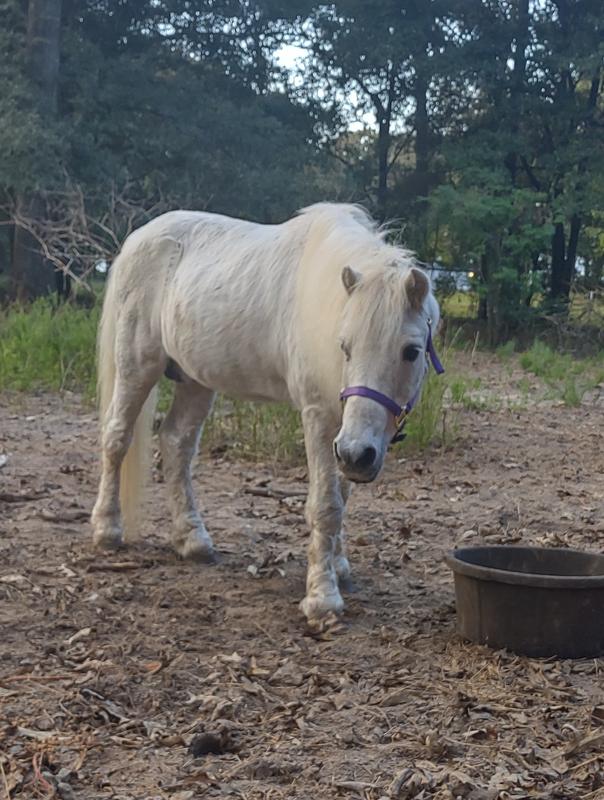 Casper(42" Mini Shetland) in a Large Mini halter.