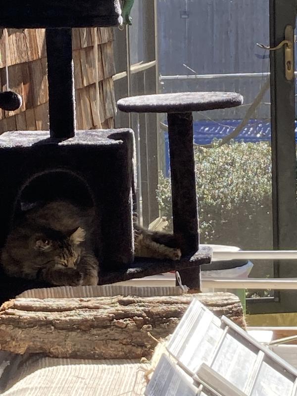 Spoiled happy senior feral
