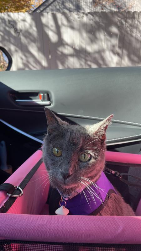 Smokey out for a car ride. Securely strapped into her car seat thanks to the kitty holster.
