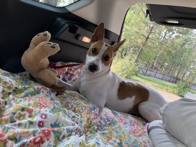 Shasta lives his travel quarters!