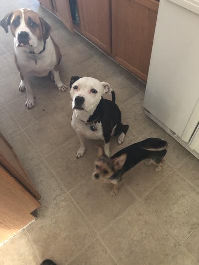 My fur babies
