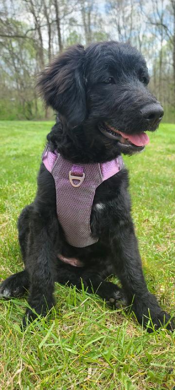 Perfect for long/curly doodle hair