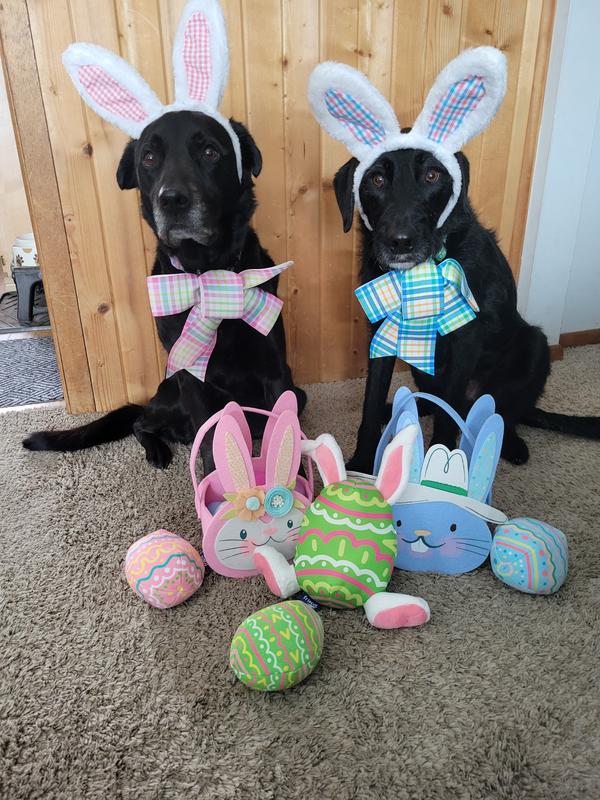 Pet Supplies : SilTriangle 10 Pcs Easter Dog Toys With Squeaker, Includes 4 Plush Bone 2 Rope Toys For Dogs 2 Easter Egg 1 Plush Bunny & Chick For