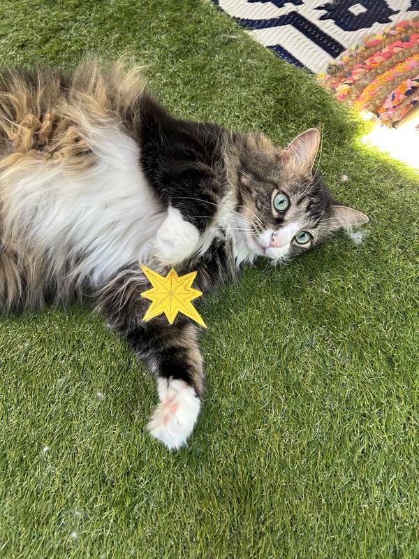 All played out after flipping this in the air and pouncing on it!