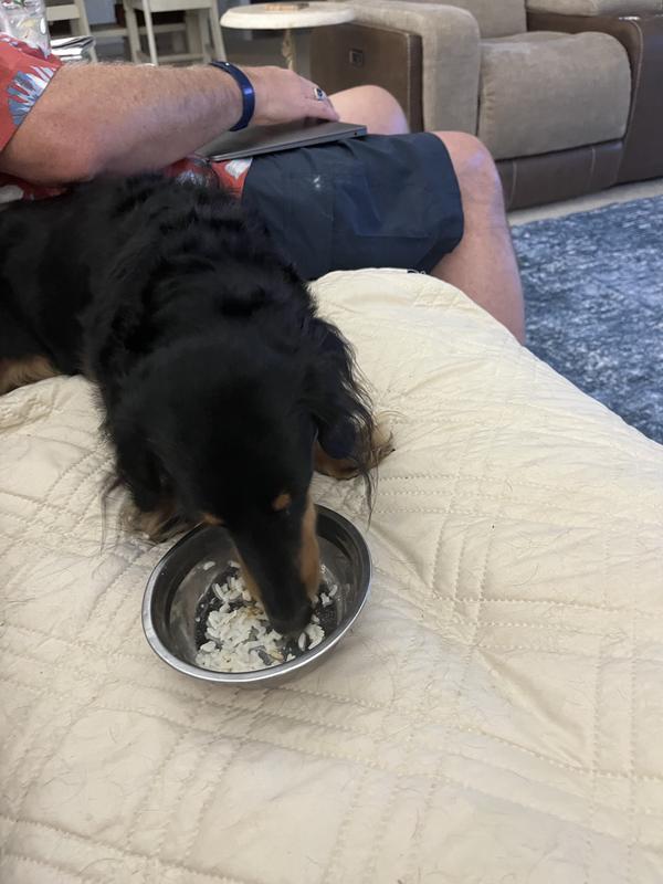 Oscar enjoying his Chewy food!