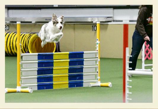 ZephiFly2Ewe, champion agility dog.