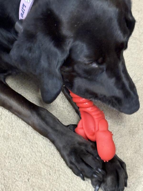 A chew challenge for extreme chewers!!