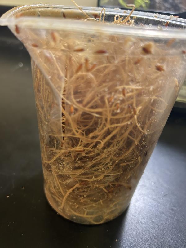 The container came cracked.