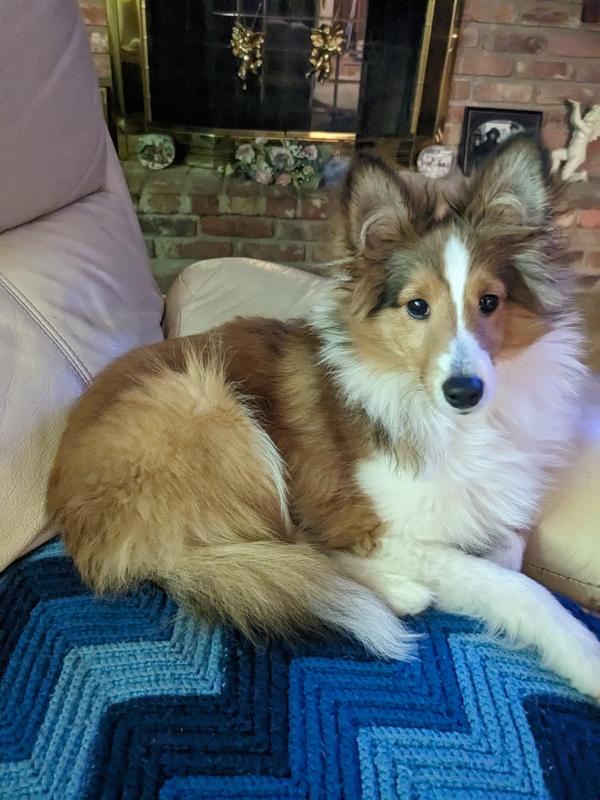 Out little sweetheart, Cooper who is a year & a half old Sheltie (Shetland Sheepdog) and the love of our life!