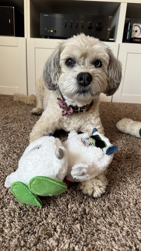 Medium-sized dog with toys
