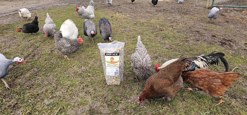 My chickens love their Bar Ale Tillie's treats!!!!!