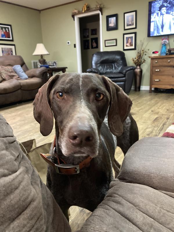 SPORTDOG SportHunter 825X Remote Training Dog Shock Collar