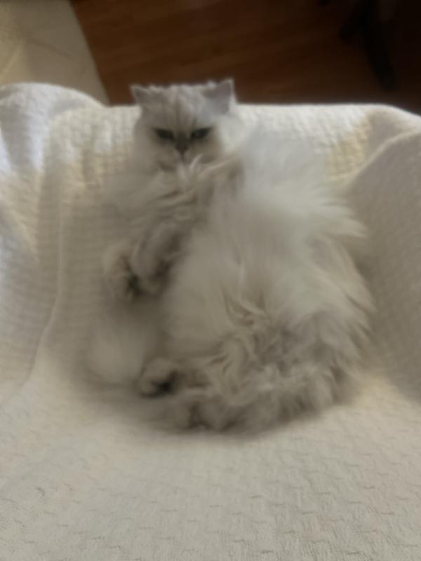 Christi loves her blanket to nap on😊