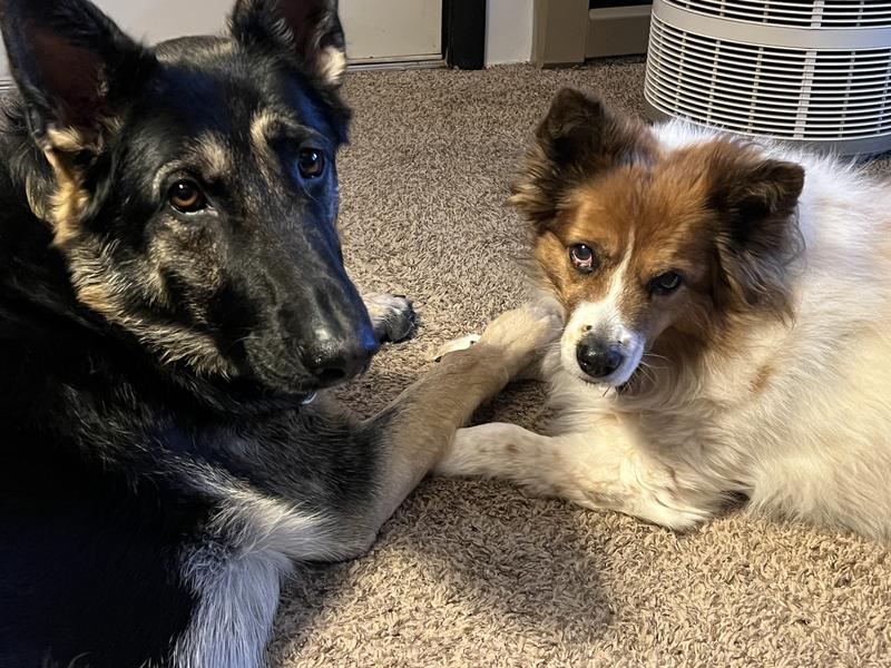 Axel our 3 year old rescue and sister.