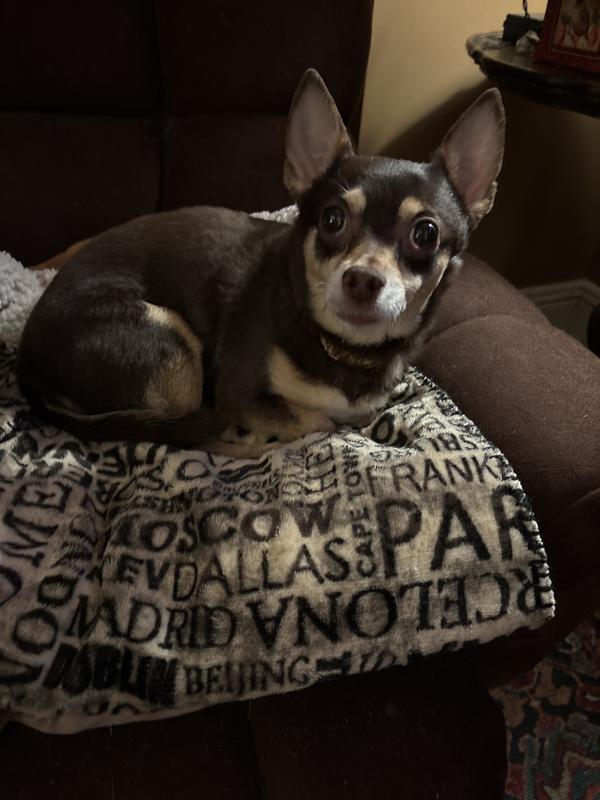 I love my Seresto collar. Thanks mommy!