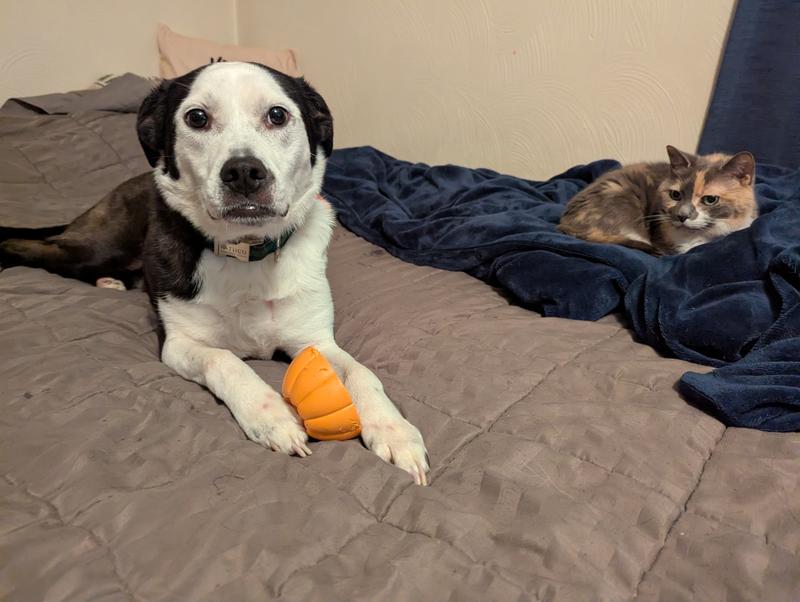 Theo with the bottom half of the treat dispenser, with visible chew marks.