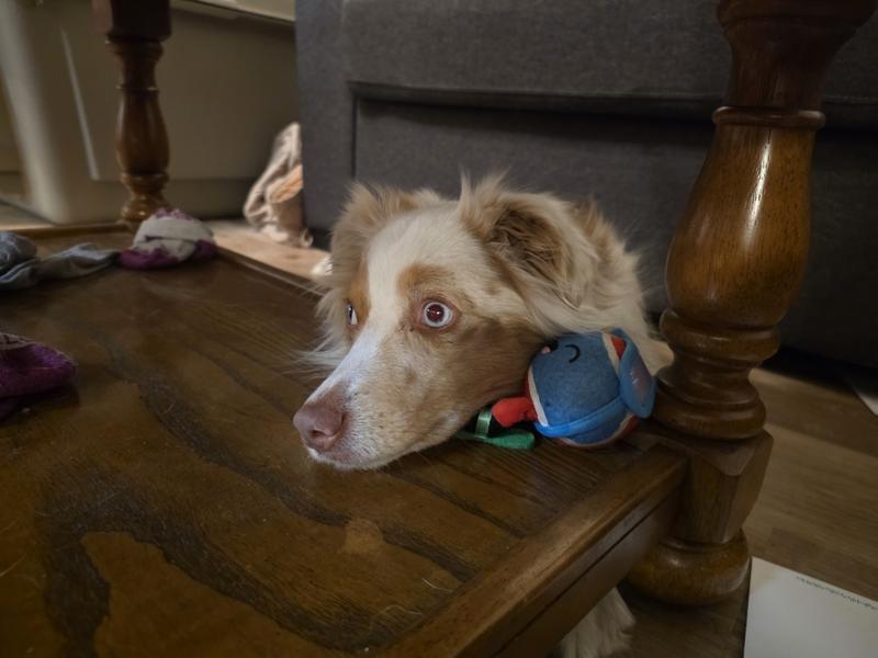 Too big for the mouth, but perfect for cuddling.