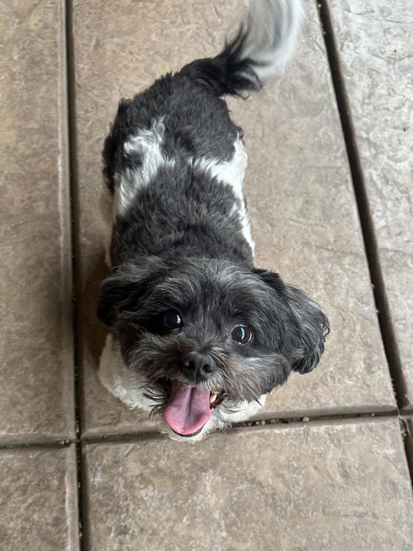 Waiting for her dried sardine treat!!