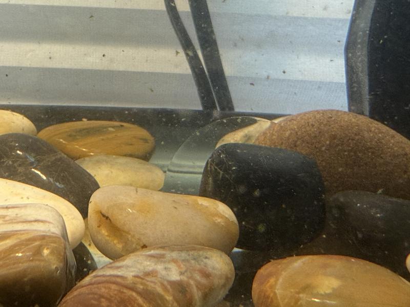 You can not really see it inside the turtle tank at all, even when looking! It is almost invisible!